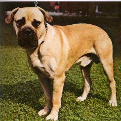 Bullmastiff