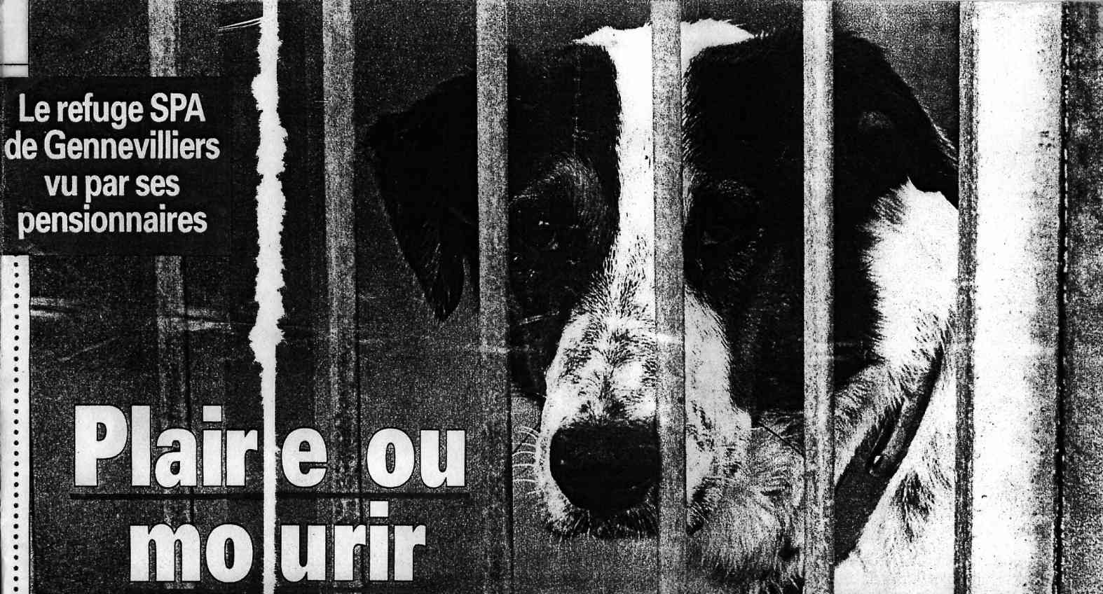 chien derrire les barreaux d'un chenil