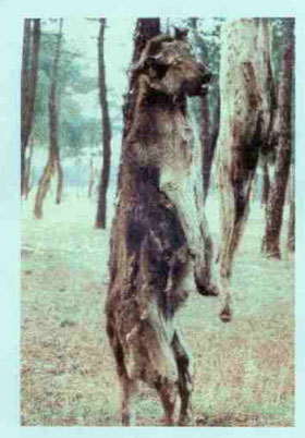 greyhound