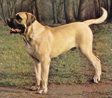 Mastiff