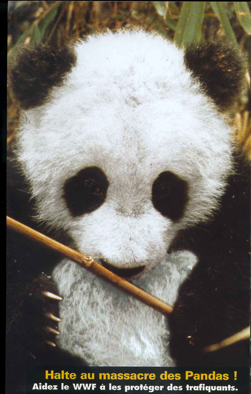 Pandas