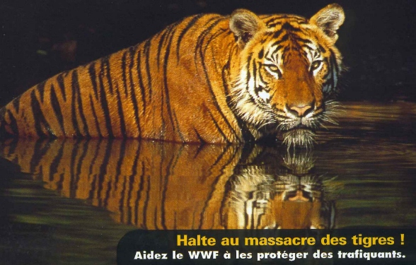 Tigre