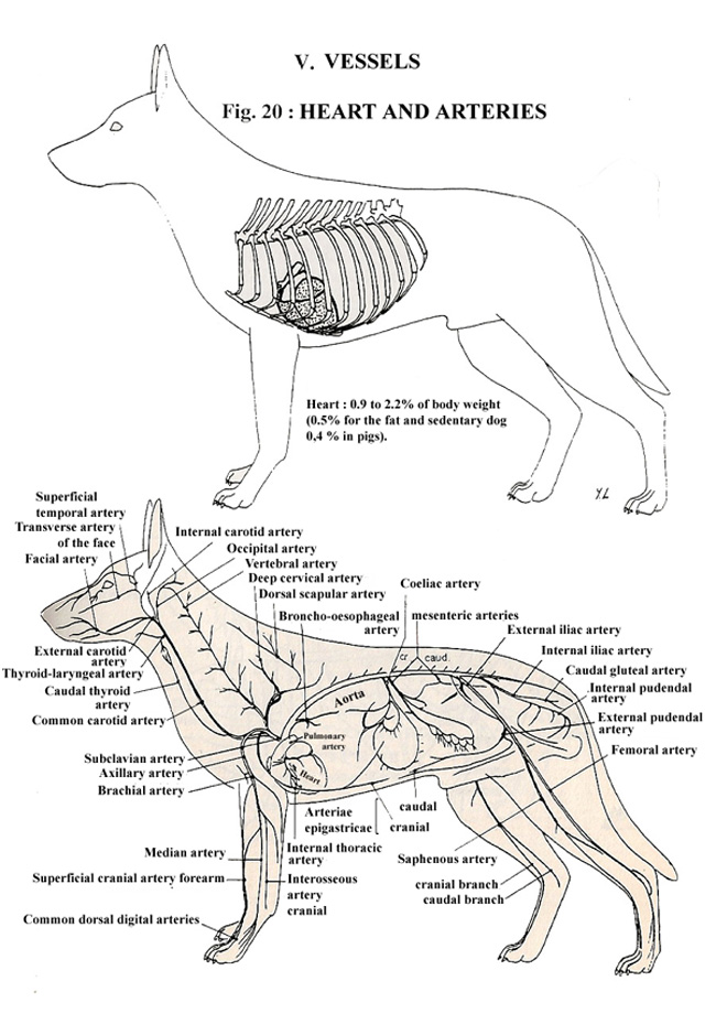 VESSELS HEART AND ARTERIES