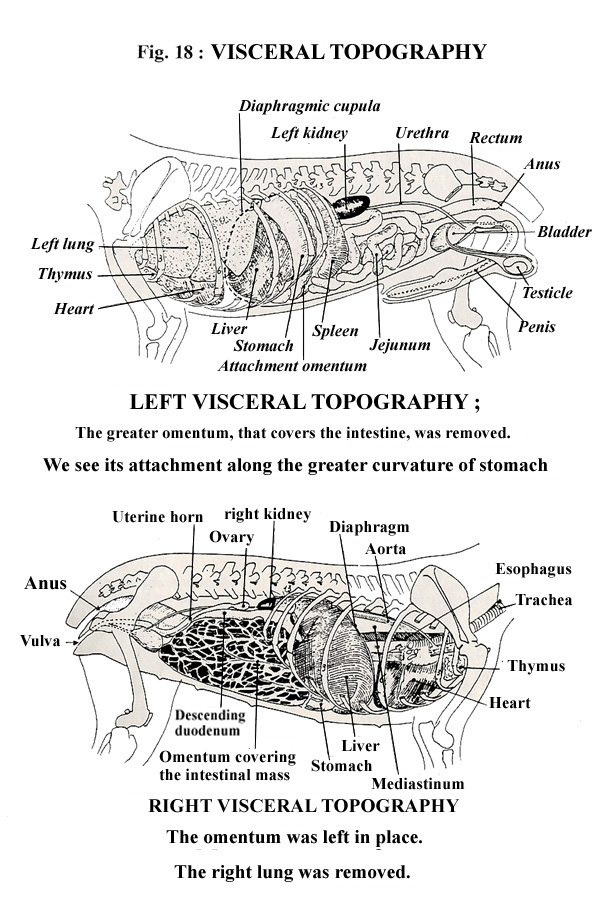 visceral topography