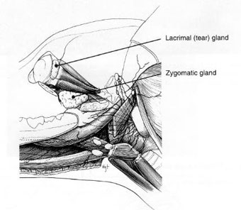 LATERALE VUE IN THE HEAD