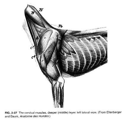 muscles